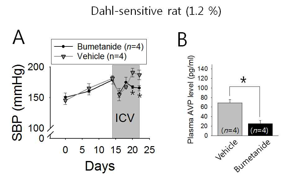 Intracerebroventricular(ICV) administration of bumetanide with osmotic mini-pump (500 μM, 0.5 μ L/h; Alzet, Model 2002) suppresses the rise of systolic blood pressure (A) and plasma AVP level(B). *:P<0.05