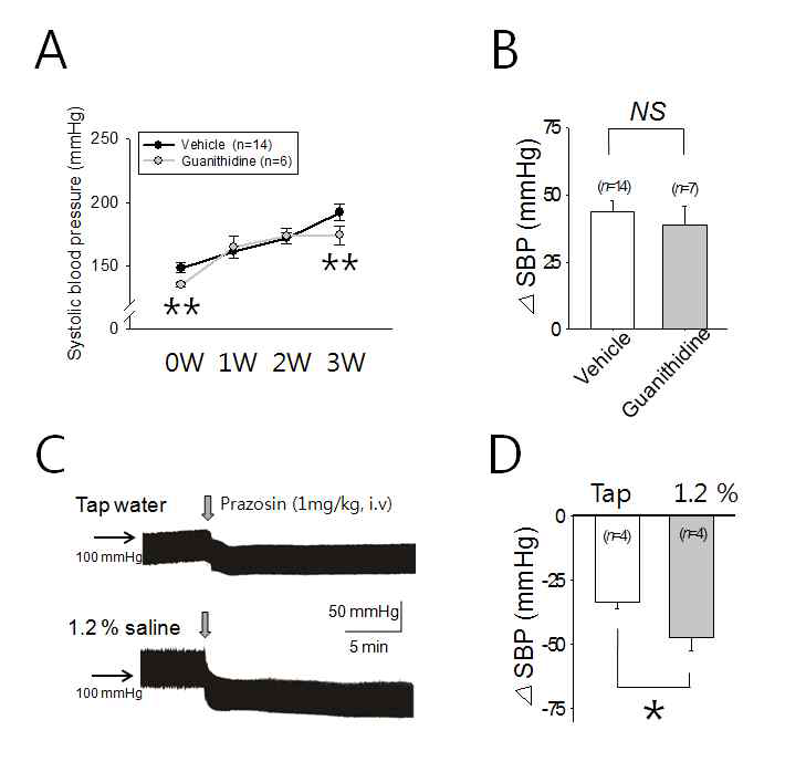 Activation of the sympathetic nervous system contributes to the maintenance, but not development, of hypertension in the Dahl salt-sensitive rats. (A) Changes in systolic blood pressure over 3-week period in vehicleor guanitidine-treated Dahl salt-sensitive rats. During the 3-week period, the rats were provided which 1.2% saline as drinking fluid. (B) Bar chart showing the difference between systolic blood pressure (SBP)’s measured before and after the 3-week 1.2% saline drink consumption. (C) Sample traces showing the effects of prazosin (1 mg/kg body weight, i.v.) on the BP in the Dahl salt-sensitive rats supplied with 1.2% saline and tap water as the drinking water. (D) Bar chart showing the difference between SBP’s measured before and after the prazosin treatment in the Dahl salt-sensitive rats supplied with 1.2% saline and tap water as the drinking water. *:P<0.05, **:P<0.001, NS: Statistically not different