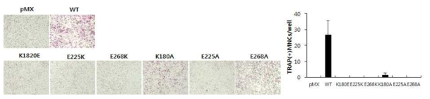 변형 RANKL들이 파골세포 분화에 미치는 영향. TRAP 사진 (왼쪽), 파골세포 수 확인 (오른쪽)