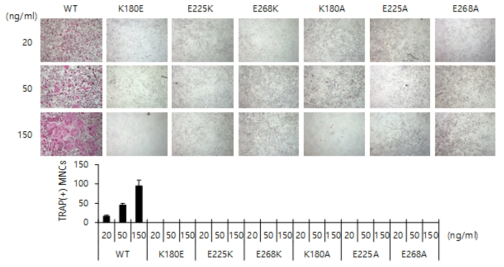 변형 RANKL 단백질이 파골세포 분화에 미치는 영향. TRAP 사진 (위), 파골세포 수 확인 (아래)