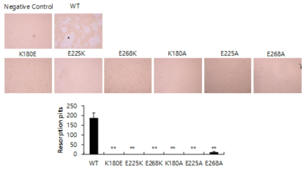변형 RANKL 단백질이 파골세포 활성에 미치는 영향. 골흡수 확인 사진 (위), 골흡수된 영역의 수 확인 (아래)