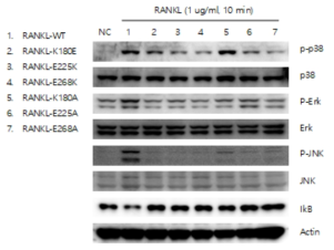 변형 RANKL 단백질이 파골세포 분화에 중요한 신호전달 경로의 활성화에 미치는 영향
