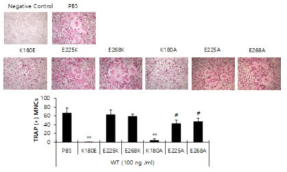 변형 RANKL 단백질이 야생형 RANKL에 의한 파골세포 분화에 미치는 영향. TRAP 사진 (위), 파골세포 수 확인 (아래)