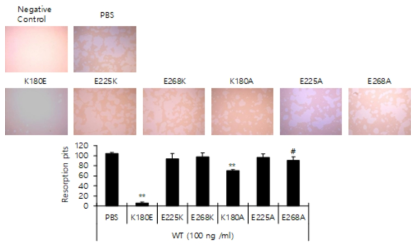 변형 RANKL 단백질이 파골세포 활성에 미치는 영향. 골흡수 확인 사진 (위), 골흡수된 영역의 수 확인 (아래)