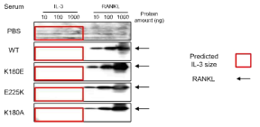 변형 RANKL 면역조치에 의한 RANKL 항체 형성