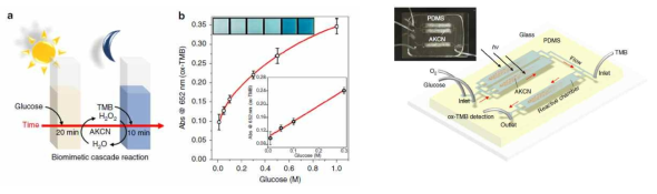 나노효소 및 광반응을 이용한 글루코스 검출 (왼쪽)과 미세유체 반응 시스템 (오른쪽)