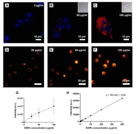 선정된 MCF-7 세포에 실리카 나노입자를 internalization 시키는 프로토콜 검증: Cell culture media에 분산시킨 MCF-7 세포에 실리카 농도별 24시간 투여 후 confocal 형광 이미지(A-C) 및 일반 형광 이미지(D-F, 각 이미지에서 파란색: 세포핵, 빨간색 및 노랑색: 실리카 나노입자) (G) 일반 형광 이미지에서 세포의 형광 세기를 정규화한 결과(CTCF 기법 사용)[ACS Nano, 10(4), 4011 (2016)] (H) 세포와 반응 전 Cell culture media 에 농도별로 희석한 실리카 나노입자의 형광 세기 표준곡선