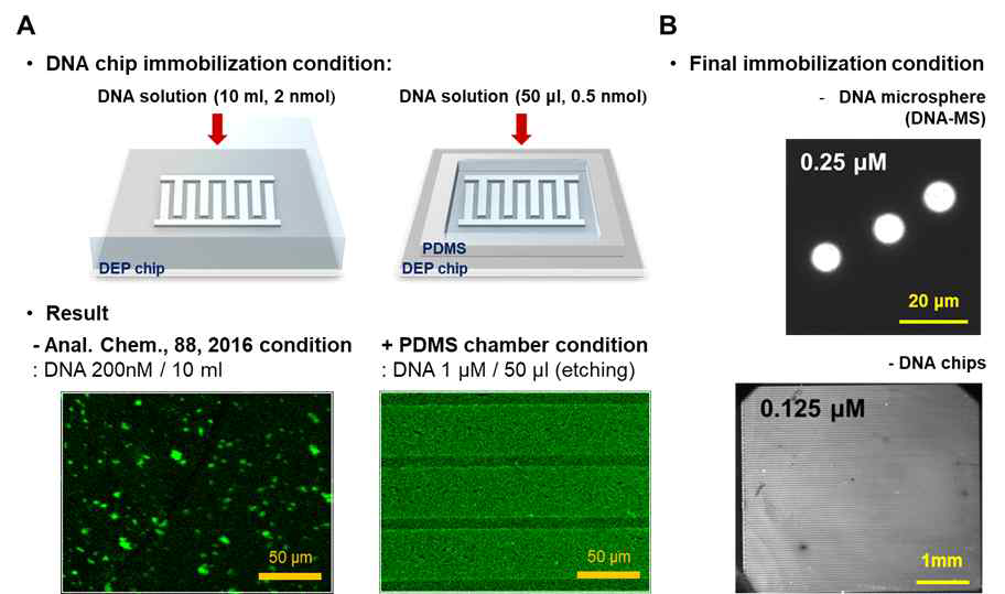 EDC-NHS coupling 방식을 이용한 유전영동 칩 및 microsphere 표면위 DNA 고정 프로토콜 구현. (A) 유전영동 칩 표면 DNA 고정방법 개선: chip 표면에 PDMS chamber 부착 후, DNA, EDC, NHS가 포함된 용액을 투여 후 12시간 대기(습도 99% 유지) (사용한 형광 dye: 6-FAM, confocal fluorescence image) (B) 2차년도 DNA-DNA interaction 측정을 위해 사용된 DNA　고정 조건(사용한 형광 dye: Cy5TM, fluorescence image)