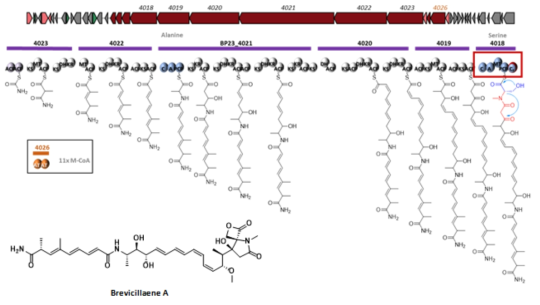 Brevicillaenes을 생산하는 BGC의 분석 결과와 예상 생합성 경로