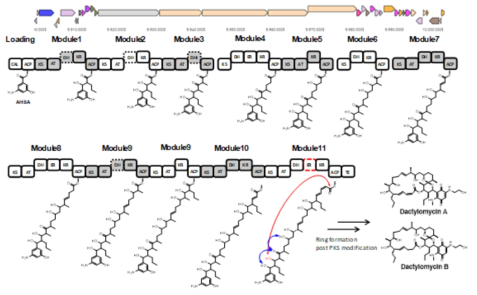 Dactylomycins을 생산하는 BGC의 분석 결과와 예상 생합성 경로