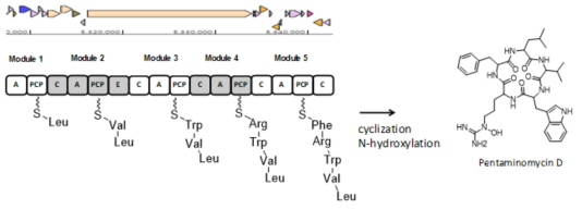 Pentaminomycins을 생산하는 BGC의 분석 결과와 예상 생합성 경로