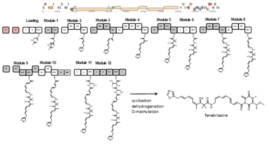 Tenebriazine을 생산하는 BGC의 분석 결과와 예상 생합성 경로