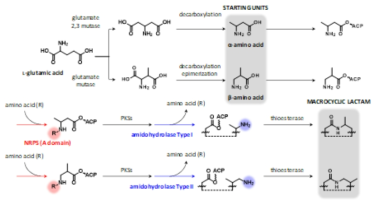 Macrocyclic lactam 계열 물질의 일반적 생합성 경로