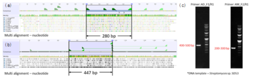 (a) NRPS A 도메인을 표적 하는 primer set AD_F1/R1과 예상 amplicon product. (b) Amidohydrolase를 표적 하는 primer set AM_F2/R1과 예상 amplicon product. (c) Primer set AD_F1/R1과 AM_F2/R1의 PCR 결과