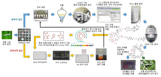 본 연구에서 확립한 화학적, 유전자적 접근에 의한 융합 연구 방법론 모식도