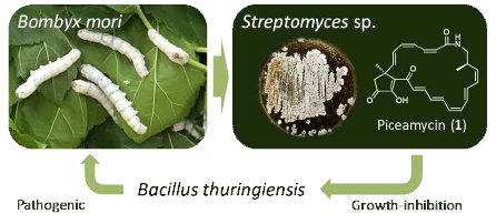 Piceamycin의 누에 공생계에서의 역할
