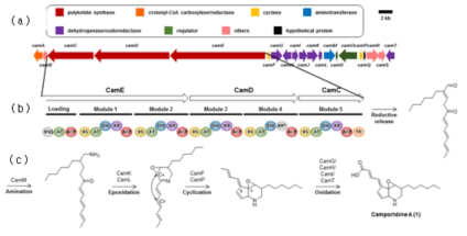 (a) Camporidines을 생산하는 생합성 유전자의 모식도. (b) Camporidines 전구체를 합성하는 PKS 모듈들과 합성되는 과정 (c) Camporidines 전구체로부터 post PKS modification을 통하여 camporidines가 합성되는 과정