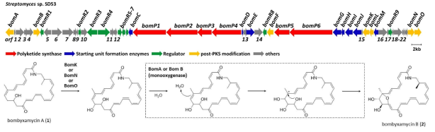 Bombyxamycins을 생산하는 BGC의 분석 결과와 예상 생합성 경로 (상) Bombyxamycins을 생산하는 BGC의 모식도. (하) Bombyxamycin A로부터 bombyxamycin B로의 예상 생합성 경로