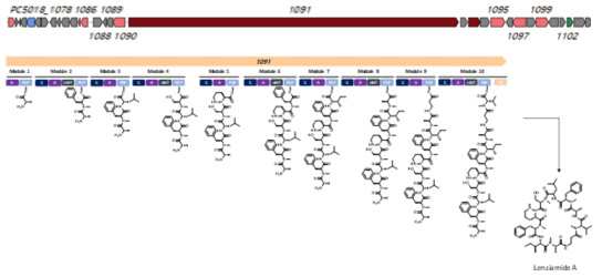 (상) Lenziamides을 생산하는 생합성 유전자의 모식도. (하) Lenziamides의 예상 생합성 경로