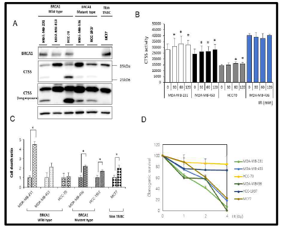 Radiosensitivity according to CTSS expression (A) Western blotting of TNBC and non-TNBC breast cancer cells (B) CTSS activity of TNMC and non-TNBC breast cancer cells (C) Radiation-induced cell death (10Gy) by flowcytometry in TNBC and non-TNBC breast cancer cells (D) Clonogenic survival by radiation in TNBC and non-TNBC breast cancer cells *p<0.05