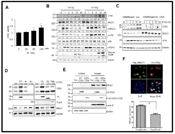 CTSS modulates BRCA1 protein expression. (A) CTSS protease activity was detected using MCF7 cells after exposure to 10 Gy (IR) at indicated time points. *p<0.05 vs. untreated control cells. (B) MCF7 cells were irradiated with 1 Gy and 10 Gy and after indicated time points, Western blotting was performed on the cells. Data are expressed as the fold change relative to the negative control. (C) Western blot analysis of CRISPR-Cas9-Control (Con) and -CTSS KO MCF7 cells in the presence or absence of 10 Gy radiation. (D) MCF7 cells transfected with WT-CTSS, si-RNA, or mutant type of CTSS (C25A; active site Cys25 mutated to Ala). (E) Western blotting of cytosolic and nuclear fractions from MCF7 cells was performed. Fraction purity and equal loading were assessed by Western blots for Lamin B and GAPDH. (F) MCF7 cells were irradiated (10 Gy) for 2 h and stained with Flag antibody for BRCA1 (green, G), V5 antibody for CTSS (red, R), and DAPI. Cells were analyzed using immunofluorescence microscopy. Quantification of BRCA1 staining was performed by dividing into V5 positive and negative MCF7 cells. The error bars represent S.D. Data are expressed as the fold change relative to the control. *p<0.05