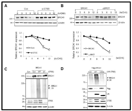 CTSS increases ubiquitin-mediated degradation of BRCA1 (A) Western blot analysis in control or si-CTSS transfected MCF7 cells treated with 100 μg/ml cycloheximide (CHX) for various lengths of time. (B) MCF7 cells were transfected with WT-BRCA1 or BRCT deletion mutant of BRCA1 (△BRCT) and incubated in the presence of CHX, and Western blotting was performed. Band density was expressed as the fold change relative to the control (Mean ± SD of 3 experiments). (C, D) For ubiquitination assays, MCF7 cells were transfected with control, WT-CTSS, C25A-CTSS, sh-CTSS or BRCA1 constructs after transfection with ubiqutine construct (Ub). Cell lysates were immunoprecipitated (IP) and immunoblotted (IB)