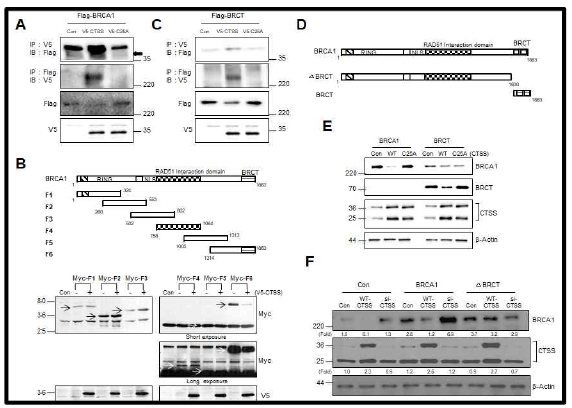 CTSS interacts with the BRCT domain of BRCA1 and inhibits BRCA1 protein expression. (A, C) Constructs of Flag-BRCA1, BRCT, V5-CTSS, and V5-C25A (active site of Cys25 mutated to Ala) were transfected into MCF7 cells, and cell extracts were subjected to IP and IB. (B) Schematic presentation of BRCA1 domain, including RING, Rad51 interacting, and BRCT domains (upper). MCF7 cells were transfected with BRCA1 fragments (F1 to F6) encoding Myc with or without full-length V5-CTSS and analyzed by WB (bottom). (D) Schematic structure of BRCA1, BRCT, and BRCT deletion construct (ΔBRCT). (E, F) MCF7 cells were transfected with WT-BRCA, BRCT, or constructs with and without WT-CTSS, C25A, or si-CTSS and analyzed by WB