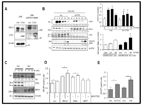 CTSS decreases DNA damage responses. (A) Control or WT-CTSS was transiently transfected into MCF7 cells. The levels of BRCA1 and CTSS in the dsDNA pull-down lysates, as well as in complete whole nuclear extracts, were analyzed. (B) MCF7 cells were irradiated with 10 Gy IR after transfection with control or sh-CTSS, and Western blotting was performed at indicated time points. Protein levels were quantified using Image J software, and data are expressed as the fold change relative to the negative control (left). Immunofluorescence analysis for γ H2AX foci were performed after 10 Gy IR (right upper). Apoptotic cells after 10 Gy IR were evaluated by PI staining in CRISPR-Cas9 CTSS KO MCF7 cell lines. *p<0.01 vs. corresponding control cells (ANOVA) (right bottom) (C) After 10 Gy radiation, Western blotting was performed at indicated time points with or without treatment of CTSS-specific inhibitor VBY-036 (10 mM) (D) The ratio of GFP+ cells transfected with sh-CTSS, BRCA1, ΔBRCT, or Δ RING expression in MCF7 cells that stably expressed EJ5-GFP were analyzed by FACS. (E) GFP+ cells after treatment of VBY-036 (10 mM) or sh-CTSS in MCF7 cells that stably expressed DR-GFP were analyzed by FACS (mean ± SD from 3 different experiments). *p<0.05