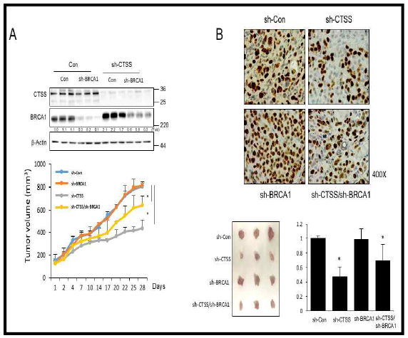 Delayed tumor growth by inhibition of CTSS with recovery of BRCA1 expression (A) Western blotting was performed using MBA-MD-231 cells stably transfected of sh-CTSS, sh-BRCA1, and sh-CTSS/sh-BRCA1 (double deletion of CTSS/BRCA1) (upper). Changes in the tumor volume in xenografted SCID mice (n=5/group) after injection of MDA-MB231 cells (1×107) were detected. Results are the means and standard deviations (*p<0.05, Student’s t-test) (lower).(B) Quantification of Ki67 positive cells after IHC analysis was performed using image J software(NIH). *p<0.05