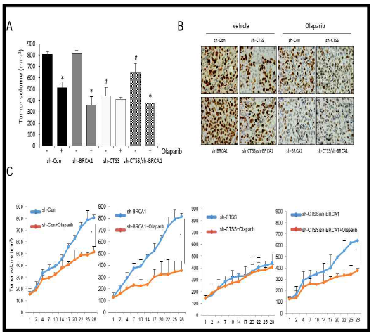 Treatment of Olaparib showed effective tumor regression in all the mice except for sh-CTSS (A) Tumor growth measurement by treatment of oraparib in xenografted SCID mice (n = 5/group) at 28th day of MDA-MB-231 cells injection. *p<0.05 vs. corresponding olaparib untreated control group and #p<0.05 vs. olaparib untreated sh-control group. (B)Immunohistochemistry images of Ki67 staining in xenografts generated from subcutaneous transplantation of transfected MDA-MB-231 cells into SCID mice. (C) Changes in the tumor volume in xenograft SCID mice (n = 5/group) with sh-control, sh-BRCA1, sh-CTSS and sh-BRCA1/CTSS (double deletion of CTSS/BRCA1) stably expressed MDA-MB231 cells (1 × 107) with or without olaparib. Tumor size was measured twice weekly. Results are the means and standard deviations (*p<0.05, Student’s t test)