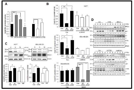 CTSS reduces BRCA1 downstream functions (A) Promoter reporter construct gadd45 was cotransfected with BRCA1, △BRCT, CTSS, si-Con, si-BRCA1, or si-CTSS into MCF7 cells. Cells were collected and subjected to luciferase assay. (B) MCF7 (upper), MDA-MB-231 (middle) and MDA-MB-436 (bottom) cells were co-transfected with WT-CTSS or si-CTSS either the si-Con or si-BRCA1 (C) CTSS and BRCA1 protein expression following treatment of MCF7 or MDA-MB-231 cells with CTSS specific inhibitor VBY-036 (10 mM) (upper). Promoter activity gadd45 following treatment of MCF7 or MDA-MB-231 cells with VBY-036 or si-CTSS (bottom). (D) MCF7 cells were treated with IR (10 Gy) after transfection with WT-BRCA1, WT-CTSS, si-CTSS, or si-BRCA1 constructs and WB was performed. Mean ± SD *p<0.05 and **p<0.01 vs. untransfected control cells