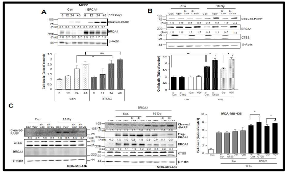 Inhibition of IR-mediated cell death by CTSS (A) MCF7 cells were transfected with a control or WT-BRCA1. WB was performed (upper). Prevalence of cell death was evaluated by PI staining after 12, 24, and 48 h of 10 Gy IR (bottom). (B) MCF7 cells were transfected with si-CTSS or were treated with VBY-036 (10 mM). WB was performed (upper). Prevalence of cell death was evaluated by PI staining after 48 h of exposure to 10 Gy (bottom). (C) MDA-MB-436 cells with or without WT-BRCA1 were treated with si-CTSS or VBY-036 (10 mM). After 48 h of 10 Gy IR, WB (left) or PI staining (right) was performed. mean ± SD. *p<0.05 and **p<0.01 vs. untransfected control cells