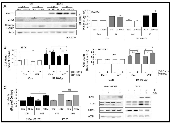 Inhibition of IR-mediated cell death by CTSS. (A)HCC1937 cells with or without WT-BRCA1 were treated with si-CTSS After 48 h of 10 Gy IR, Western blotting(left) or PI staining(right) was performed. Data are expressed as the fold change relative to the negative control. The graphs depict the mean±SD of PI-positive cells. *p<0.05 (B)BT-20(left) and HCC1937(right) cells were transfected with Control, WT-BRCA1 and WT-CTSS. Cell death was evaluated by PI staining after 48 h of 10 Gy IR. The graphs depict the mean ± SD of PI-positive cells. *p<0.05 and **p<0.01 (C)After 10 Gy radiation, Flow cytometry was performed with or without treatment of Cathepsin inhibitor E-64(10 μM)(left) Western blotting was performed with or without treatment of E-64(10 μM)(right) The graphs depict the mean±SD of PI-positive cells. *p<0.05