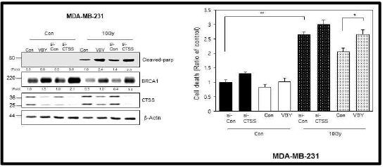 CTSS inhibitor sensitizing radiation-induced cell death. MDA-MB-231 cells were transfected with si-CTSS or were treated with VBY-036 (10 mM). Western blots of cleaved-PARP and BRCA1 expression were performed (left). Prevalence of cell death was evaluated by PI staining after 48 h of exposure to 10 Gy (right). Protein levels were quantified using Image J software, and data are expressed as the fold change relative to the negative control. The graphs depict the mean ± SD of PI-positive cells. *p<0.05 and **p<0.01