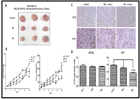 Effect of pemetrexed on TNBC cells xenograft nude mouse model. (A) Tumor mass after treatment of RO5461111 and Z-FL-COCH to MDA-MB231 (1 × 107) xenografted tissues. (B) Changes in the tumor volume in xenografted SCID mice (n = 4/group). Tumor size was measured twice weekly. (D) CTSS expression was measured after immunohistostaining (*p<0.05, ***p<0.005)