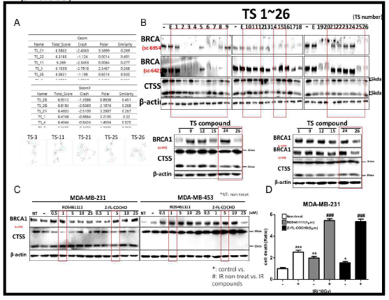 CTSS inhibitor screening using novel synthetic compounds (A)Doking scores of the TS compounds (B)Western blot analysis of BRCA1 and CTSS protein levels after treatment with TS compounds for 24 hrs in MDA-MB-231cells. (C)Western blot analysis of BRCA1 and CTSS protein levels after treatment with selective CTSS inhibitors(RO5461111 or Z-FL-COCHO) for 24 hrs in MDA-MB-231.(D)PI staining of BRCA1 and CTSS protein levels after treatment with selective CTSS inhibitors(RO5461111 or Z-FL-COCHO) for 24 hrs in MDA-MB-231 cells