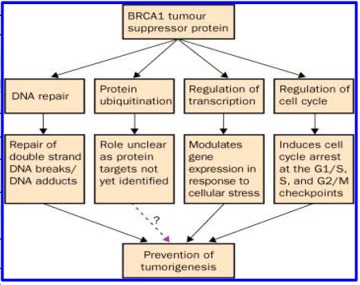 Cellular functions regulated by BRCA1 (The Lancet, 2002)