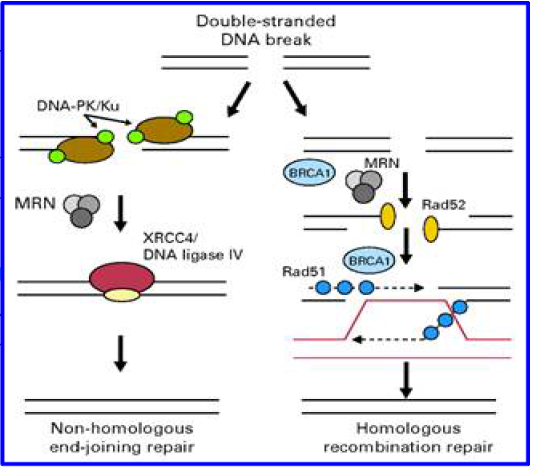 DNA damage and repair pathway (J Clin Oncol, 2008)