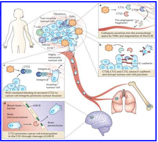 Cathepsin proteases in tumour progression and the metastatic cascade (Nat Rev Cancer, 2015)