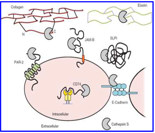 Substrates of CTSS (Biol Chem, 2015)