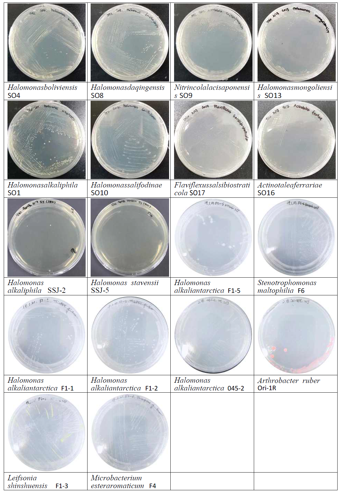 Thiobacillus 선택배지에서 분리한 대표적인 균주들의 콜로니사진