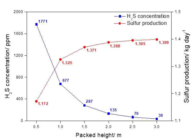 Packed height의 변화에 따른 배출가스 내의 황화수소 농도 및 바이오황 생산량의 영향