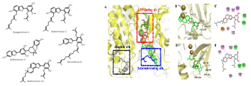 뽕나무 유래 mulberrofuran D2와 glycogen synthase kinase-3β 효소의 Molecular docking models