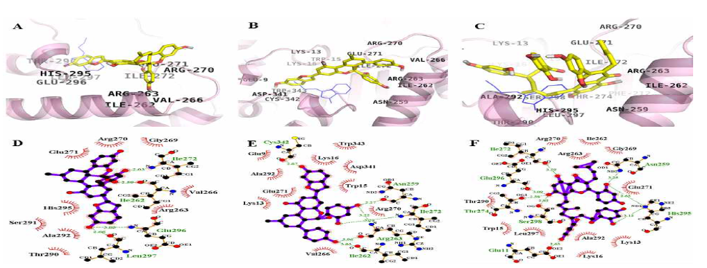 뽕나무 유래 화합물의 α-glucosidase 효소억제의 Molecular docking models