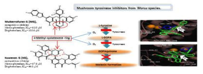 뽕나무 유래 화합물의 tyrosinase 효소억제의 기전: graphic abstract