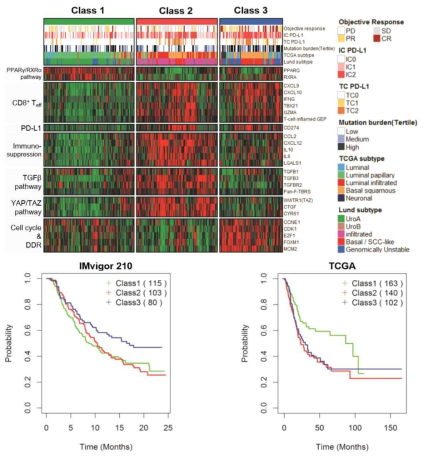 각 subtype 별로 면역항암치료제인 PD-L1 억제제를 사용한 환자군(IMvigor 210)과 면역항암제를 사용하지 않은 환자군(TCGA)의 예후 예측