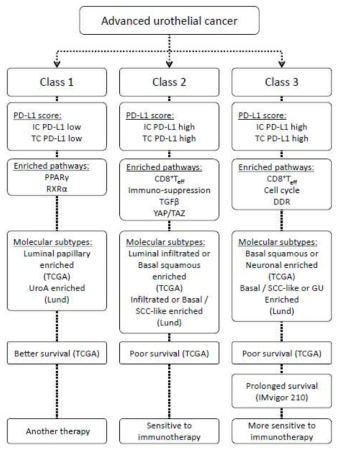 전이성 방광암 환자의 subtype과 환자의 예후 및 면역항암치료 효과 분류. Teff, T effector; DDR, DNA replication and DNA damage response; IC PD-L1, PD-L1 expression on immune cells; TC PD-L1, PD-L1 expression on tumor cell; SCC, squamous cell carcinoma; GU, genomically unstable