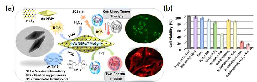 (a) 광열 및 광역학 치료를 위한 Au NBP@MoS2 나노구조체 모식도 (b) 세포 사멸 성능 결과