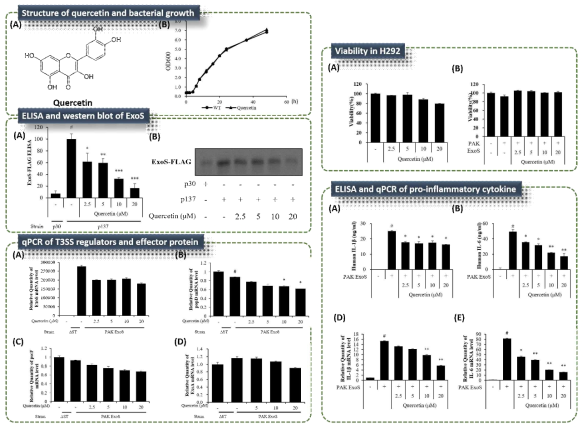 Quercetin의 ExoS 억제 활성 및 in vitro 활성 결과