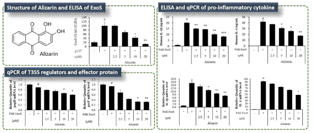 Alizarin의 ExoS 억제 활성 및 in vitro 활성 결과